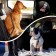 A car leash with a security lock. 50-75 cm, black