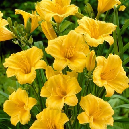 Lilenik Hybrid Stella d’Ooro, C2 pot, H10-50 height, 1 pc, summer 2024