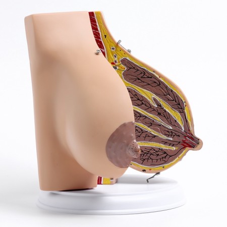 Matcage "Women's breasts in the context" 18*13*13cm-2
