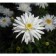 Astra shrubly nousy, pot C2, 1 pc, summer 2024