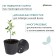 Pot for seedlings, re, 2 l, d = 18 × 14.5 cm, (packing 10 pcs.) Greengo