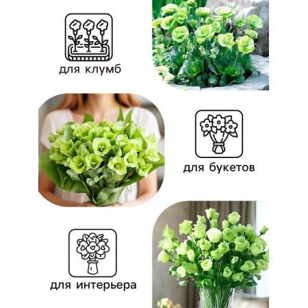 Flowers Lizianthus F1 (eastoma) ABC Green, 5 pcs,-3