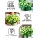 Flowers Lizianthus F1 (eastoma) ABC Green, 5 pcs,