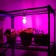 LED phytolamps, for plants, A60, 8 W, 360 °, Philaement