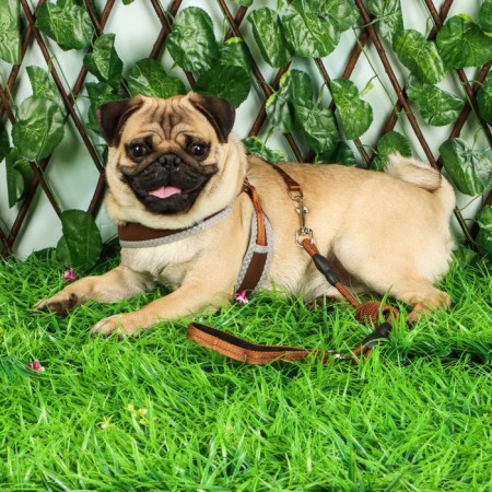 Soft holl set, leash 120 x 1.5 cm with a swivel, m, ok 32-72 cm, og 32-72 cm, brown-7