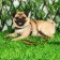 Soft holl set, leash 120 x 1.5 cm with a swivel, m, ok 32-72 cm, og 32-72 cm, brown