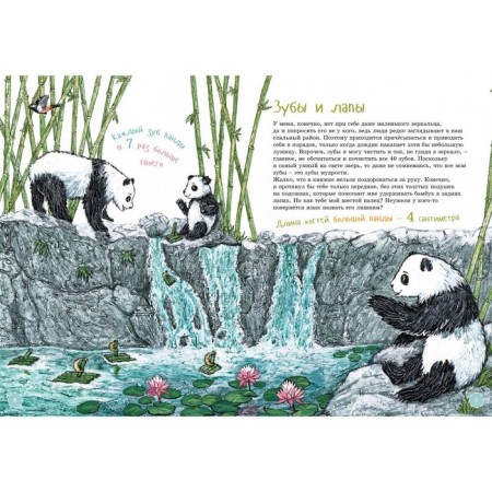I am a big panda. Coloring inside. Shifrin E.-3