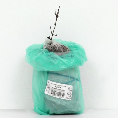 Clematis large -flowered "NIBO", 1 pc, tube, spring 2025-2