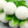 Stamens for flowers "Shaggy Boss White" d = 1.5-2 cm 1 bouquet = 10 pcs 10 cm