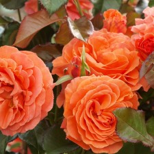 Seedling rose 