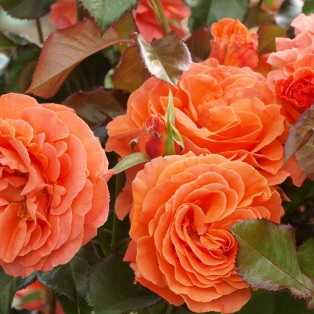 Seedling rose "Grimpant Orange", tube, spring 2025