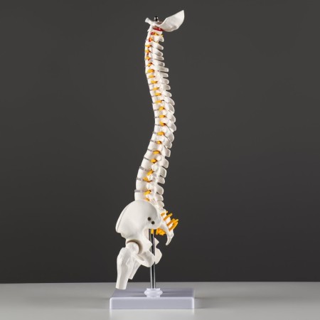 Ladmer's model "Human spine" 44*12cm-1
