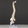 Ladmer's model "Human spine" 44*12cm