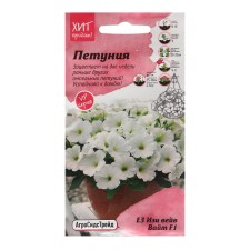 Flowers of Petunia 