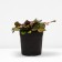 Living creeping Burgundy Glow, C1.5 pot, 1 pc, summer 2024