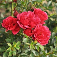 Seedling rose miniature 
