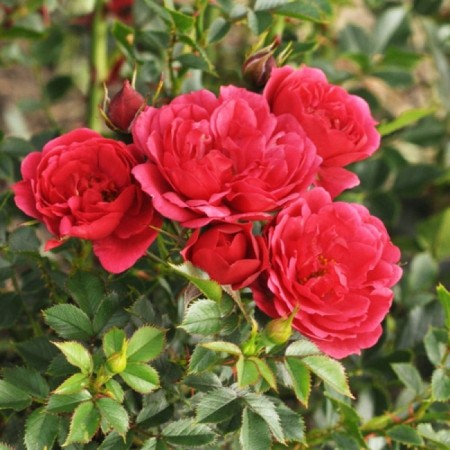 Seedling rose miniature "pixie mov", tube, 1 pc, spring 2025