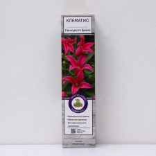 Clematis botanical 
