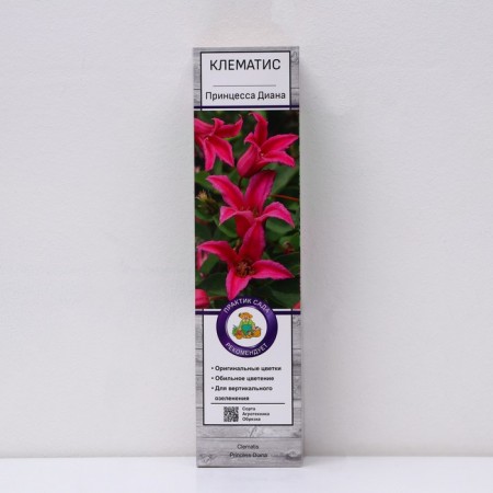 Clematis botanical "Princess Diana", 1 pc, tube, spring 2024