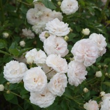 Seedling rose 