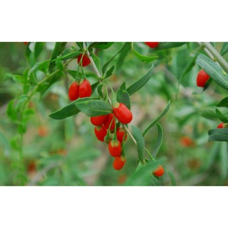 Coji Koren Big, C2 pot, H20-40 Height, 1 pc, summer 2024