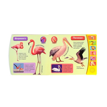Musical book "Exotic Birds", 12 p.-1