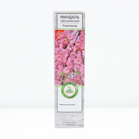 Almonds of three -lobed Rosenmund, tube, 1 pc, spring 2025