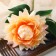 Artificial flowers "Begonia" premium, 14x60 cm, cream