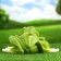 Pot "Frog" 14x35x25cm