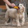 Toy squeak of small "bone with paws" for dogs, 8.5 cm
