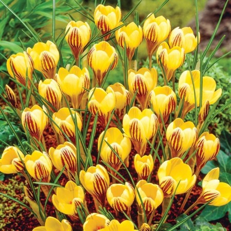 Crocus botanical jeepy Gerl, 5+ rr, 10 pcs, 10 h (cm), autumn 2024