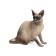 Toy - surprise "Pets. Cats "
