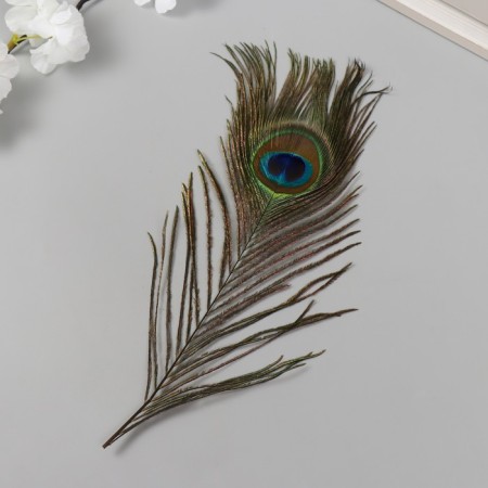 Decorative feather "Peacock" h = 25-30 cm