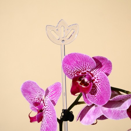 Support for orchids, h = 44 cm, plastic, transparent, mix-11