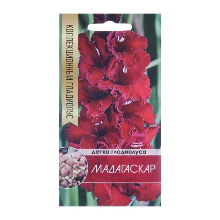 Clubshepochka Gladiolus Madagascar (dark borded), 5 pcs.