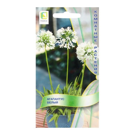Flower seeds Agapantus White, 3pcs