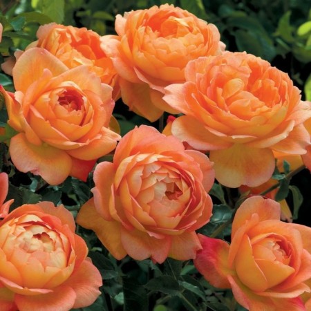 Seedling rose English park "Lady of Shalot", tube, 1 pc, spring 2025