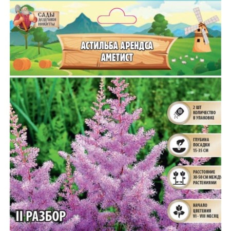 Astilba Lesshand "Amethyst" rr II, 2 pcs, spring 2024