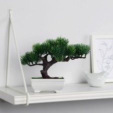 Bonsai in the pot 