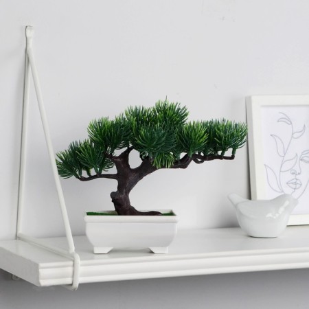 Bonsai in the pot "Pine Galant" 12x16 cm mix