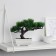 Bonsai in the pot "Pine Galant" 12x16 cm mix