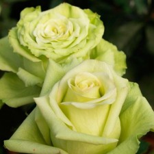 Seedling rose 