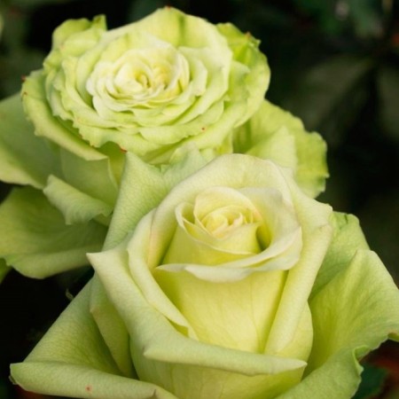 Seedling rose "Green Fashn", tube, spring 2025