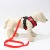 Drinking harness with a leash and reflective patch, s, ok 27, og 30-38, red