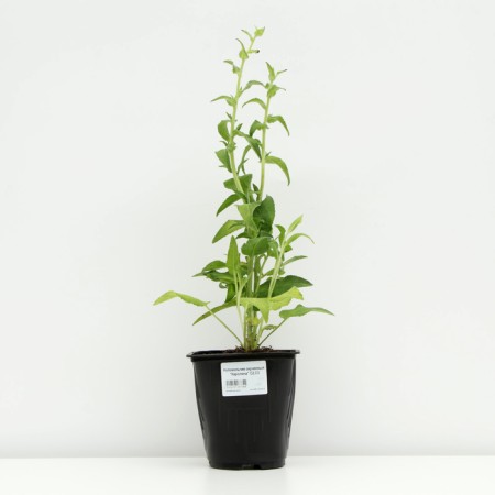 Boof bell (blue), pot C3, 1 pc, spring 2024-2