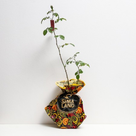 Seedling rose Rosa Korsar, Shrab-Rosa, pot 2 l., Summer 2024-1