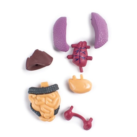 Set for experiments "body structure", human anatomy-6