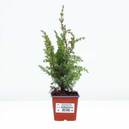 Juniper ordinary "Hiberman", P9, 1pc, h 3-20 cm, spring 2024-1