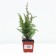 Juniper ordinary "Hiberman", P9, 1pc, h 3-20 cm, spring 2024