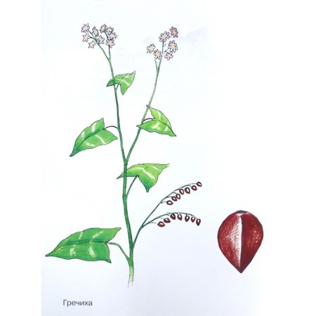 Cereals in pictures-1